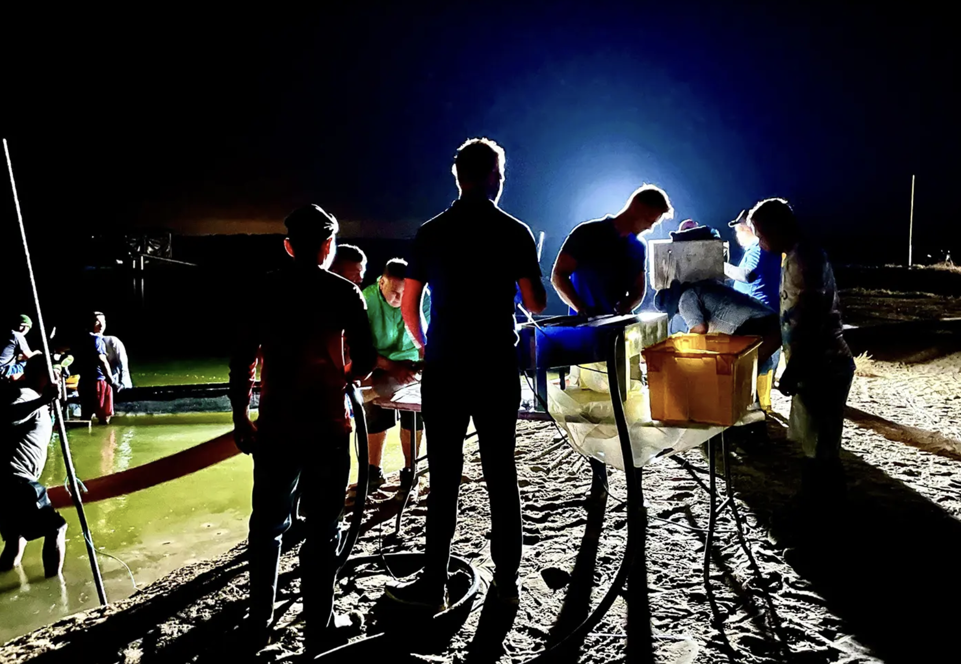 ¿Puede la IA transformar la forma en que las granjas camaroneras cuentan sus poblaciones?